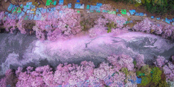 Menyaksikan Keindahan Sakura Mekar di Jepang Lewat Drone