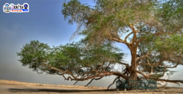 Pohon Jomblo di Bahrain