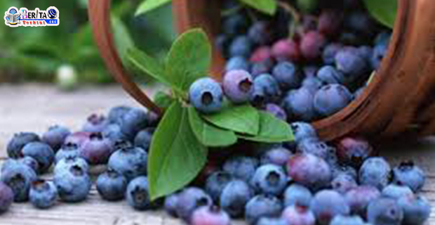 Rutin Makan Blueberry Bisa Pertajam Ingatan