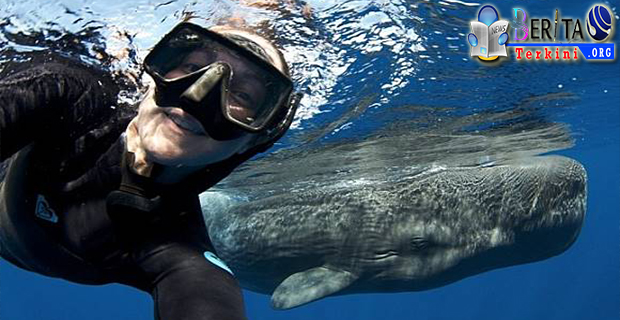 sebuah-selfie-dengan-ikan-paus