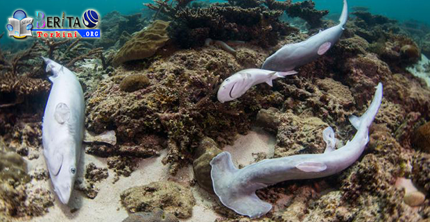 Mengejutkan! 11 Bangkai Hiu Tanpa Kulit Dan Sirip Ditemukan di Perairan Raja Ampat