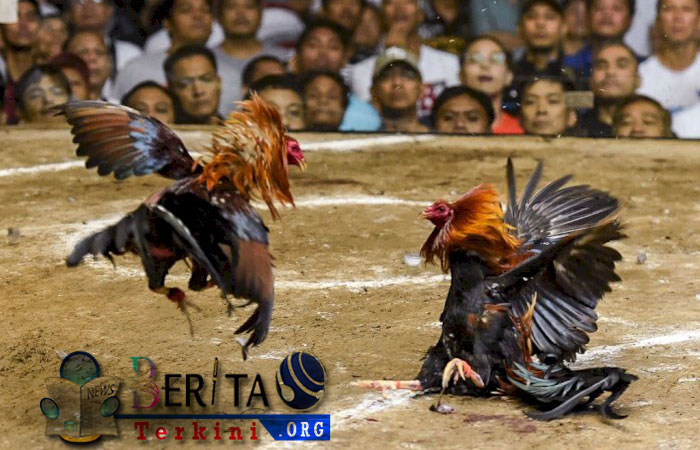 Polisi Meninggal Diserang Ayam Aduan yang Dipasangi Pisau Taji
