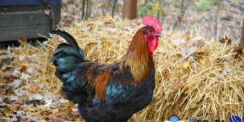 Ditemukan Kasus Flu Burung, Belanda Musnahkan 190.000 Ekor Ayam