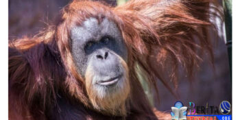 Orangutan Tertua di Dunia Mati